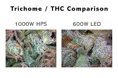THC Compare