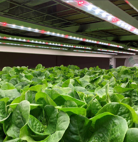 Spectrum King LED Grow Lights for Indoor Food & Vegetable Gardens in Small Spaces